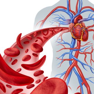 Schützt Herz und Blutgefäße