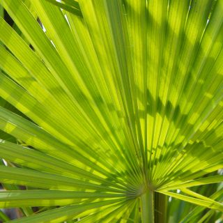 Serenoa Repens (Sägepalme)