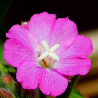 Epilobium-Extrakt (Weidenröschen)